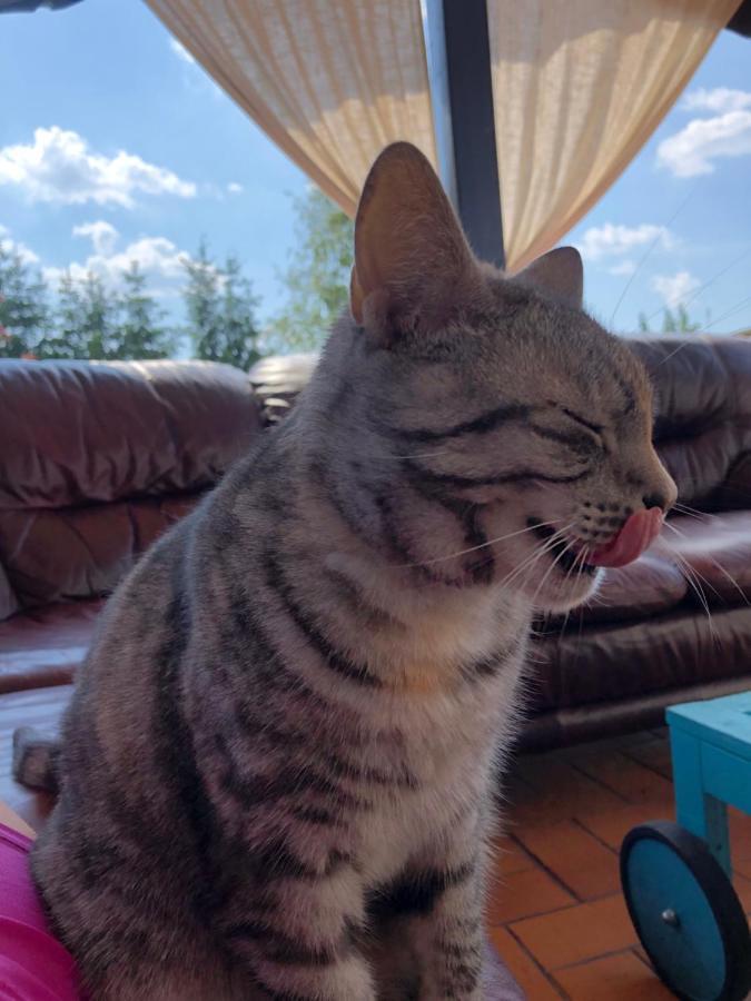 Cat Stone Βίλα Pisz Εξωτερικό φωτογραφία